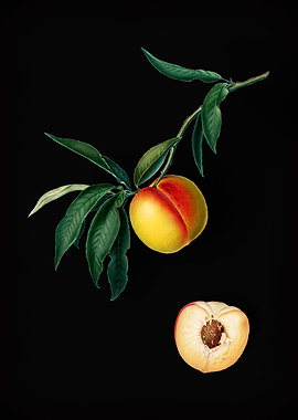 Vingtage Peach On Black