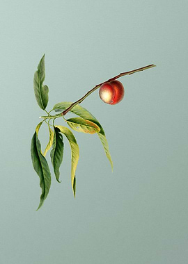 Vintage Peach Fruit Poster