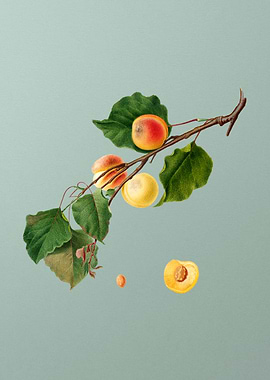 Vintage Peach Fruit Poster