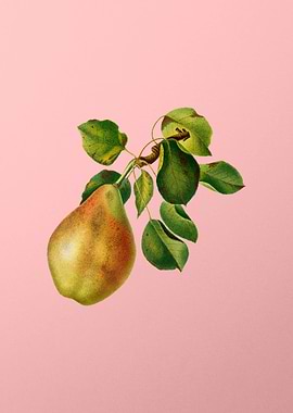 Vintage Pear Branch Fruit