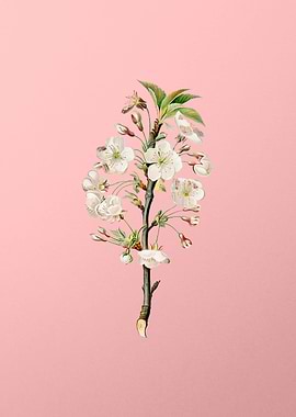 Vintage Pear Tree Flowers