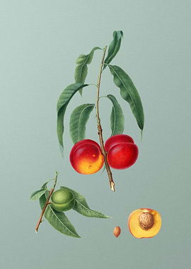 Peach Botanical Poster