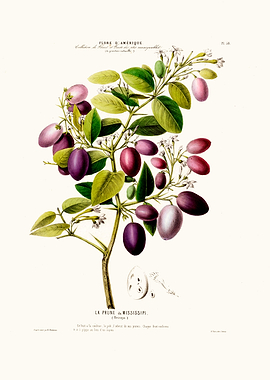 La Prune Du Mississippi