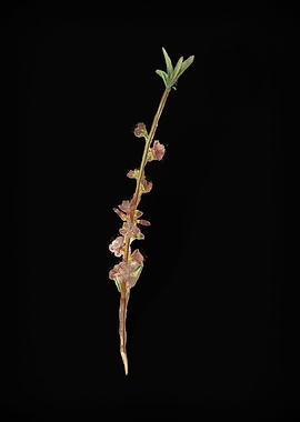 Vintage Peach Fruit Flower