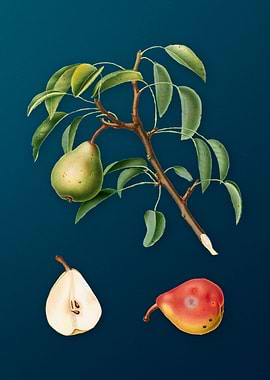 Vintage Pear Illustration