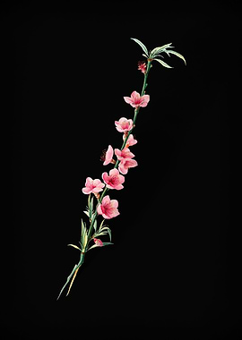 Vintage Peach Fruit Flower