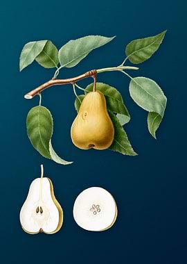 Vintage Pear Illustration