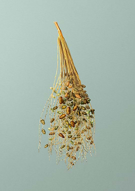 Vintage Spadice of Palm