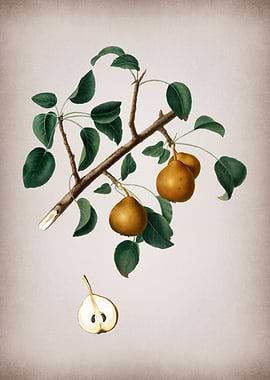 Vintage Pear Illustration