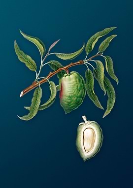 Teal Vintage Almond Fruit