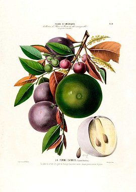 Vintage La Pomme Caymite