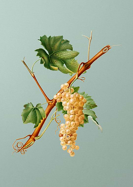 Grape Botanical Poster