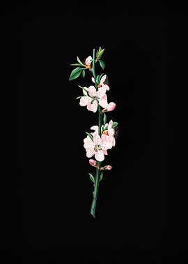 Vintage Peach Fruit Flower