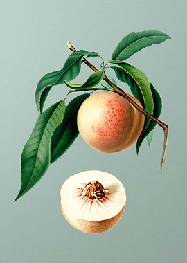 Vintage Peach Fruit Poster