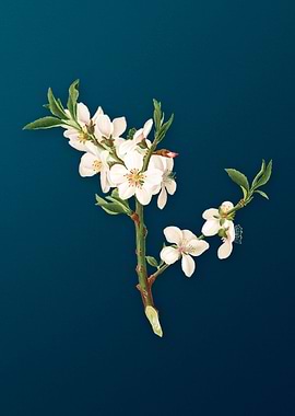 Almond Tree Flower Fruit