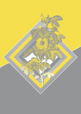 Grey and Yellow Rose Flora