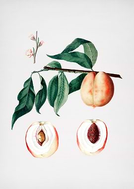 Vintage Peach Illustration