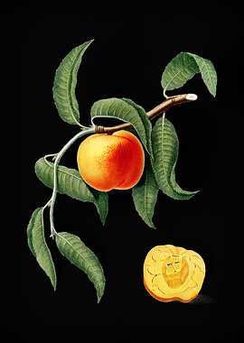 Vingtage Peach On Black