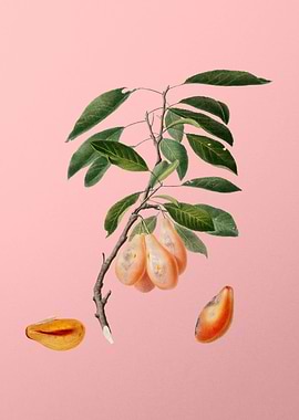 Vintage Plum Fruit on Pink