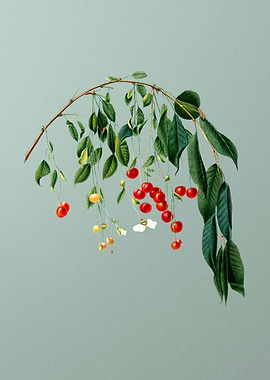 Visciola Cherries on Mint