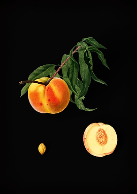 Vingtage Peach On Black