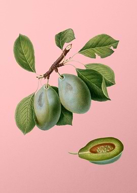 Vintage Plum Fruit on Pink