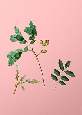 Vintage Pistachio Fruit