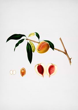 Vintage Peach Illustration