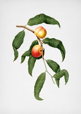 Vintage Peach Illustration