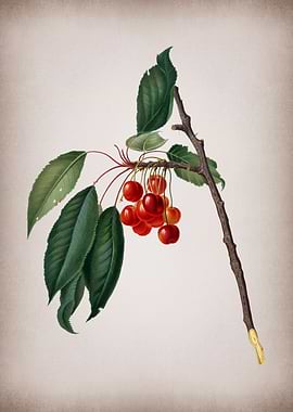 Vintage Cherry Fruit Art