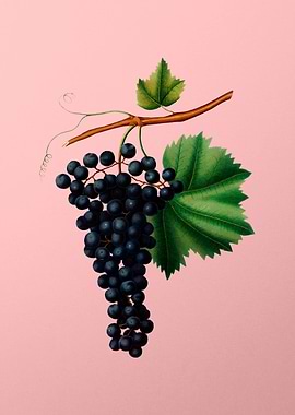 Vintage Berzemina Grape