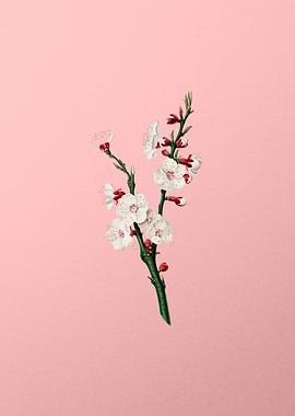 Vintage Apricot Flower Art