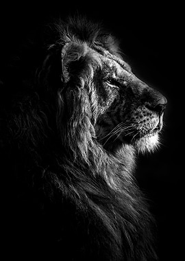 Lion king black and white