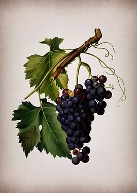 Vintage Black Grape Fruit