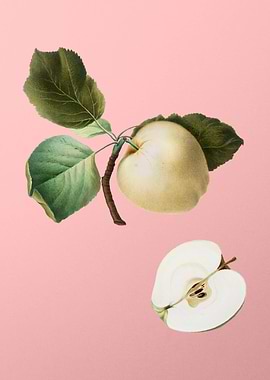 Vintage Astracan Apple Art