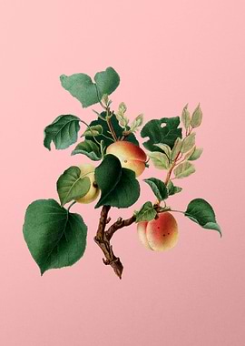 Vintage Apricot Fruit Pink