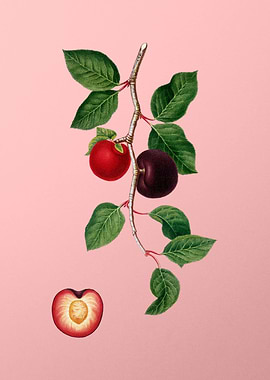 Vintage Apricot Fruit Pink