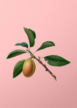 Vintage Armenian Plum Art