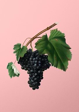 Vintage Black Canaiolo Art