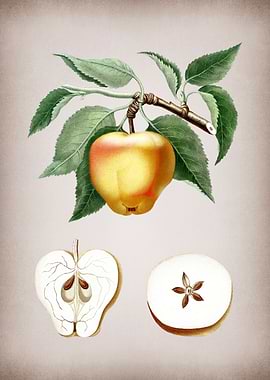 Vintage Carla Apple Fruit