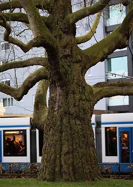 Amsterdam city tripping