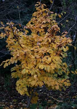 Amsterdam city tripping