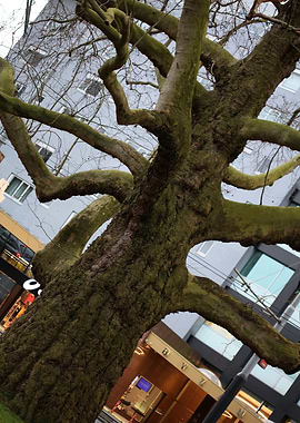 Amsterdam city tripping