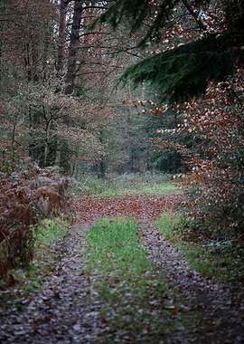 Forest exploring Germany