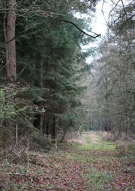 Forest exploring Germany