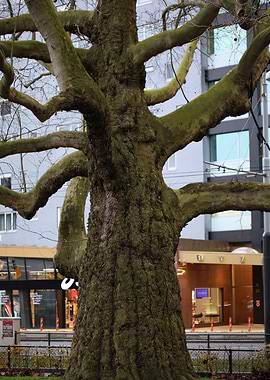 Amsterdam city tripping