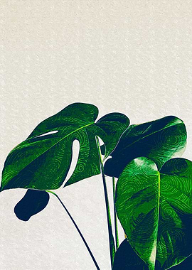 Monstera Leaves 2