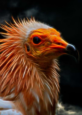 Egyptian Vulture