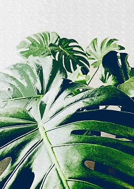 Bunch Of Monstera Leaves