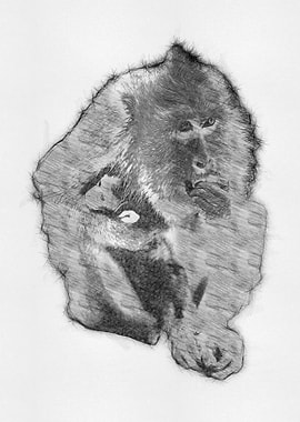 Monkey Pencil Drawing Art